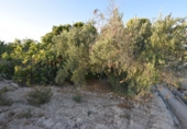 Rural estate for sale in Fortuna ref: TR188332 photo