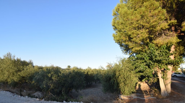 Murcia - Fortuna - 5590m2