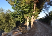 Rural estate for sale in Fortuna ref: TR188332 photo