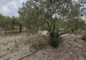 Finca rústica en venda a Molina de Segura ref.: TR183064 foto