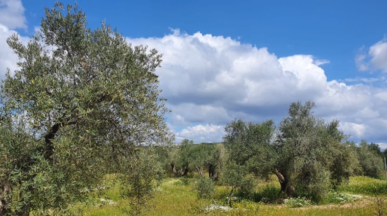 Jaén - Bailén - 5147m2