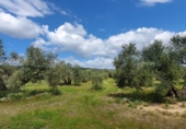 Terreny no urbanitzable en venda a la España, Bailén, ref.: TR109946 foto