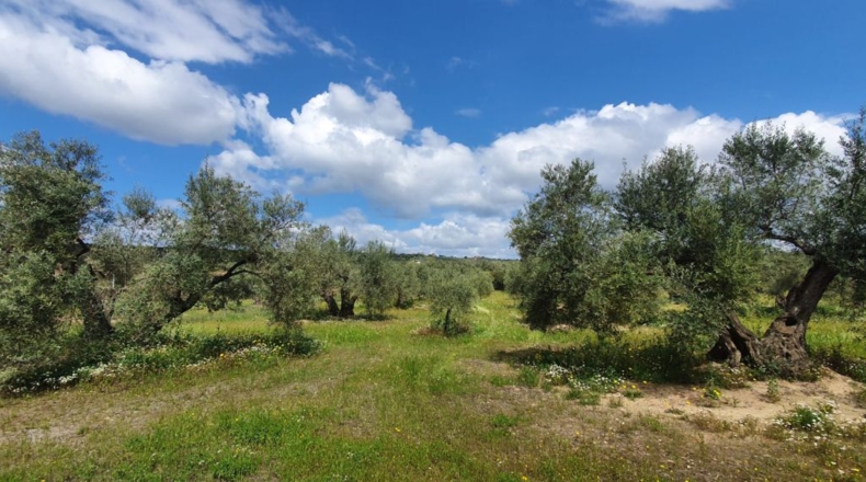 Jaén - Bailén - 5147m2