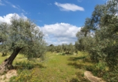 Terreny no urbanitzable en venda a la España, Bailén, ref.: TR109946 foto