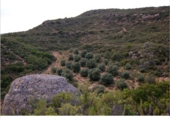 Terreno no urbanizable en venta en la España, La Granadella, ref: TR93924 foto