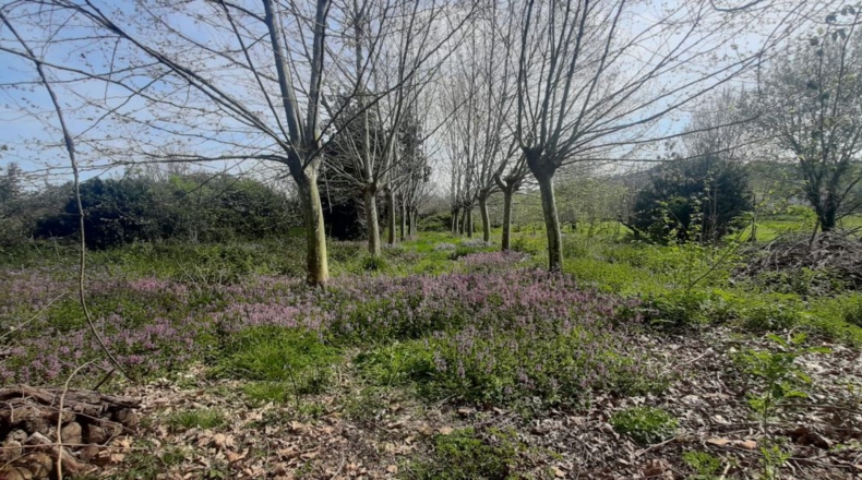 Cantabria - Bárcena de Cicero - 3800m2
