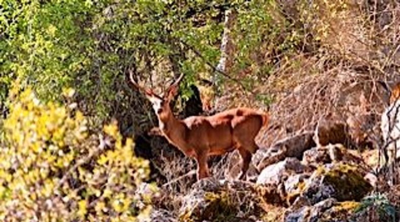 Granada - Puebla de Don Fadrique - 671000m2