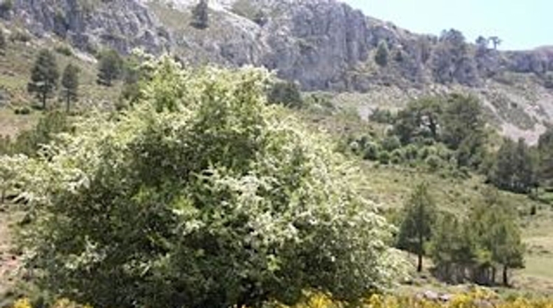 Granada - Puebla de Don Fadrique - 671000m2