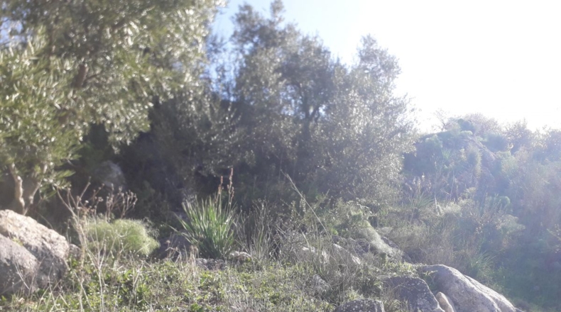Málaga - Montecorto - 230000m2