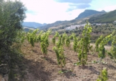 Finca rústica en venda a Montecorto ref.: TR29816 foto