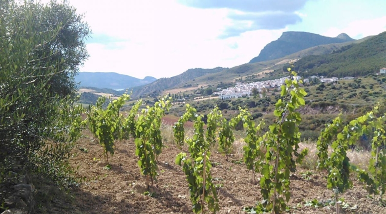 Málaga - Montecorto - 230000m2