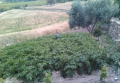 Finca rústica en venda a Montecorto ref.: TR29816 foto