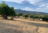 Rural estate for sale in Cenicientos ref: TR22852 photo