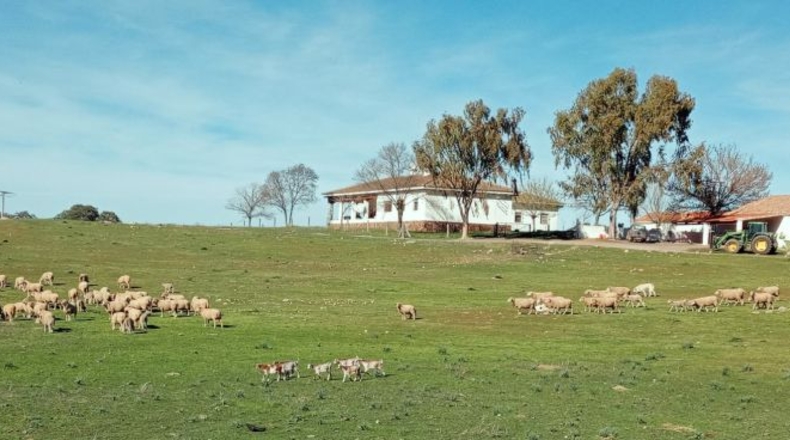 Ciudad Real - Puertollano - 650m2