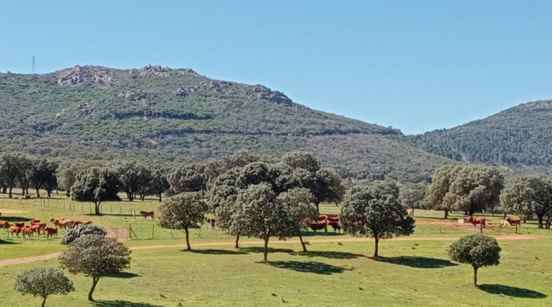 Ciudad Real - Puertollano - 650m2