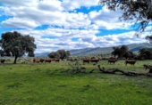 Finca rústica en venda a Puertollano ref.: TR266016 foto