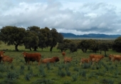 Finca rústica en venda a Puertollano ref.: TR266016 foto