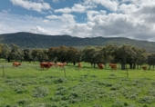 Finca rústica en venda a Puertollano ref.: TR266016 foto