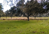 Finca rústica en venda a Puertollano ref.: TR266016 foto