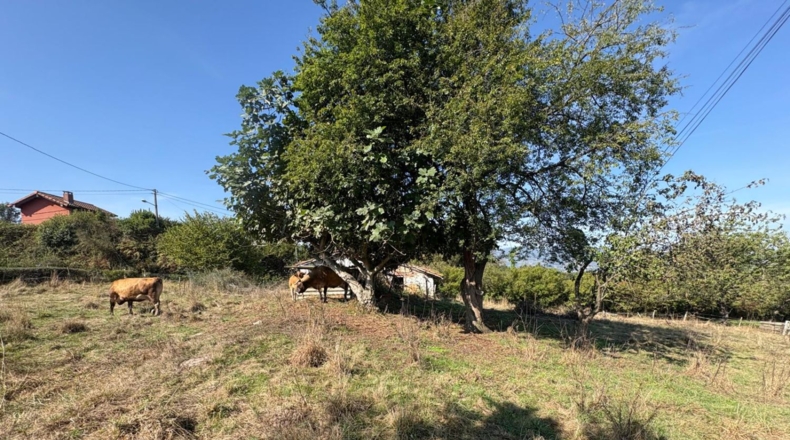 Asturias - Oviedo - 1715m2