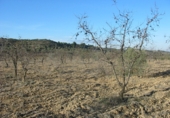 Terreno no urbanizable en venta en Castelldans ref: TR36520 foto