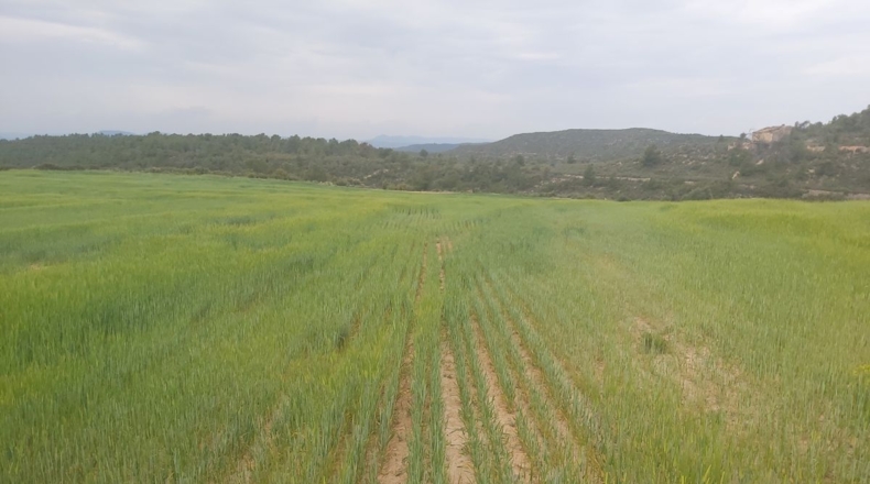 Lérida - Seròs - 120000m2