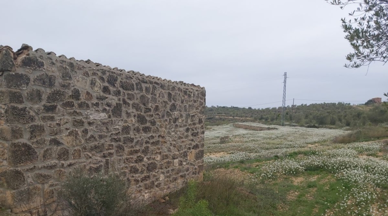 Lérida - Maials - 11000m2