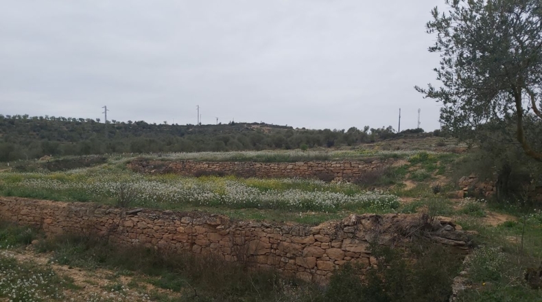 Lérida - Maials - 11000m2