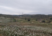 Rural estate for sale in Maials ref: TR43725 photo