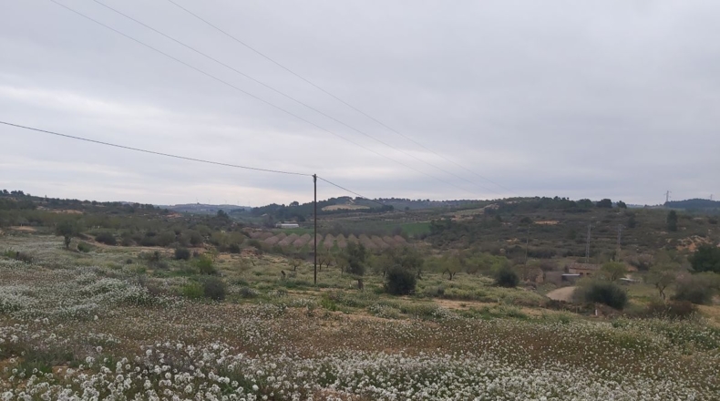 Lérida - Maials - 11000m2
