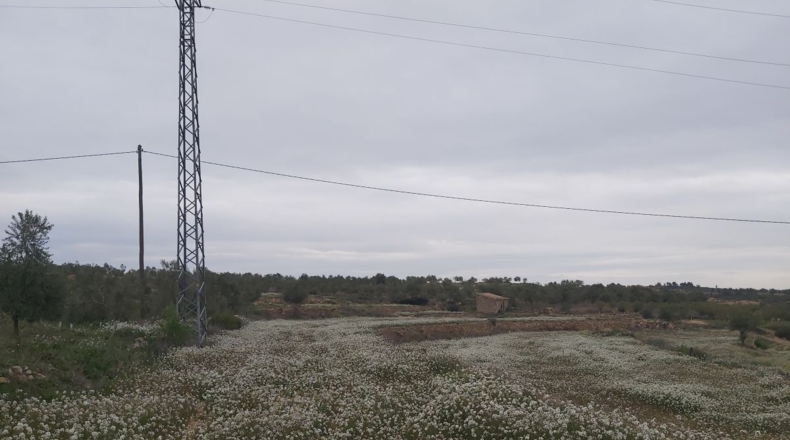 Lérida - Maials - 11000m2