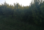 Non-developable land for sale in Puigverd de Lleida ref: TR64043 photo