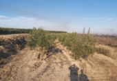 Terreno no urbanizable en venta en la España, Castelldans, ref: TR72353 foto
