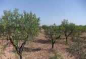 Terreno no urbanizable en venta en la España, Castelldans, ref: TR72789 foto