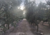 Detached villa with land for sale on España, Maials, ref: TR93861 photo