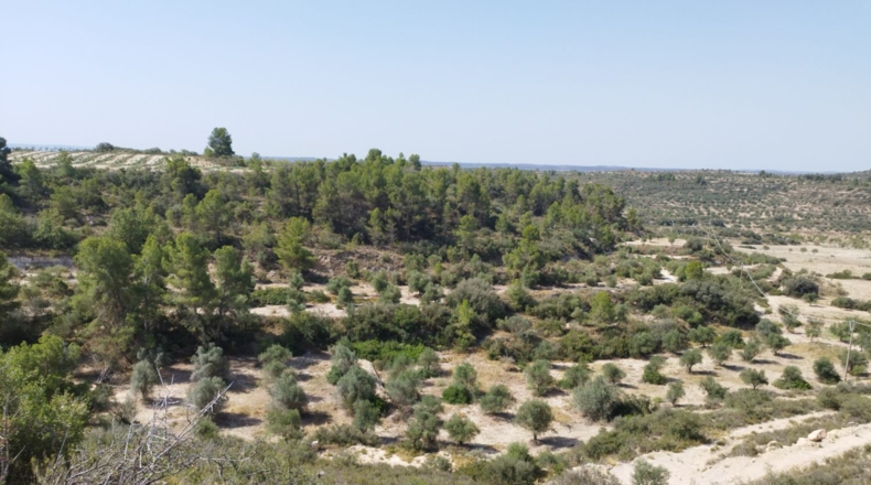 Lérida - Castelldans - 10400m2