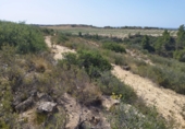 Non-developable land for sale on España, Castelldans, ref: TR252945 photo