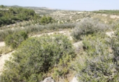 Non-developable land for sale on España, Castelldans, ref: TR252945 photo