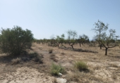Non-developable land for sale on España, Castelldans, ref: TR252945 photo