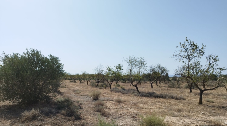 Lérida - Castelldans - 11100m2