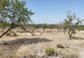 Non-developable land for sale on España, Castelldans, ref: TR252945 photo