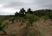 Terreno no urbanizable en venta en la España, Castelldans, ref: TR252946 foto