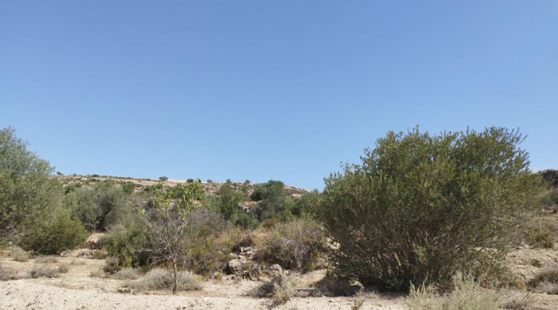Lérida - Castelldans - 33000m2