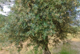 Cervià de les Garrigues 95000&nbsp;m²