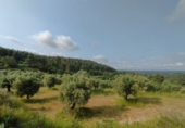 Отдельно стоящий дом с участком на продажу в городе Cervià de les Garrigues. Фото