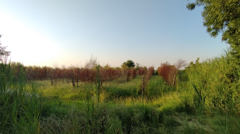 Lérida - Castelldans - 10000m2