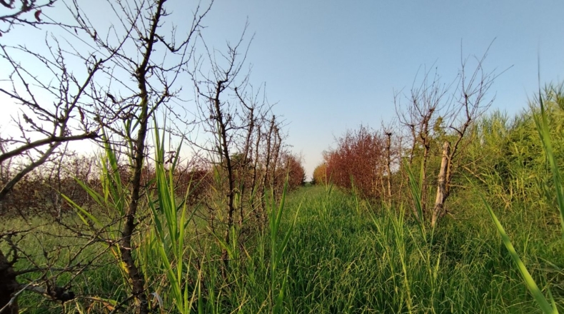 Lérida - Castelldans - 10000m2