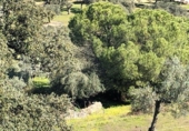 Finca rústica en venta en El Castillo de las Guardas ref: TR22850 foto