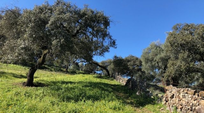 Sevilla - El Castillo de las Guardas - 18000m2