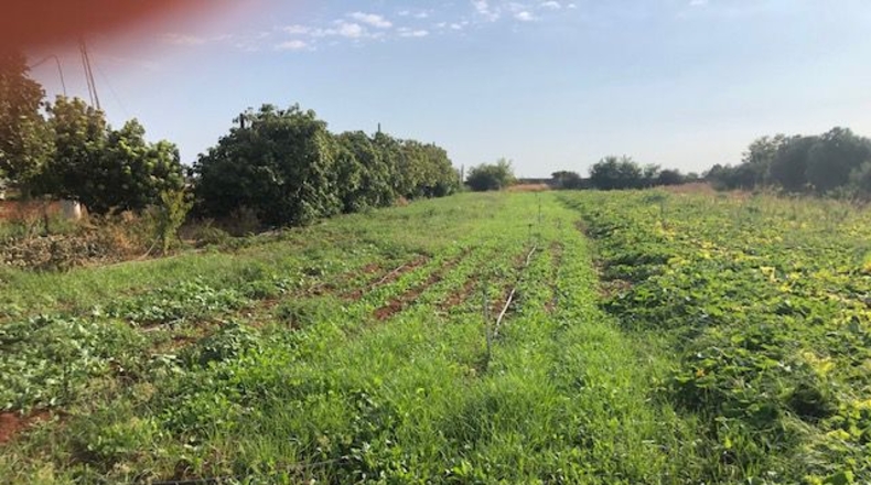 Sevilla - Sevilla - 5500m2